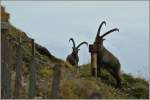 Whrend der eine Steinbock das Salz geniesst, bobachtet der andere aufmerksam die Umgebung.