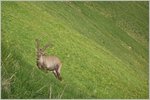 Ein Steinbock im Abendlicht.