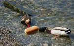 Ein grosses Stck Brot bietet diesen Enten eine Abwechslung im Menplan.