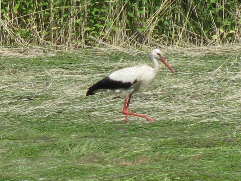 Weistorch auf der Wiese