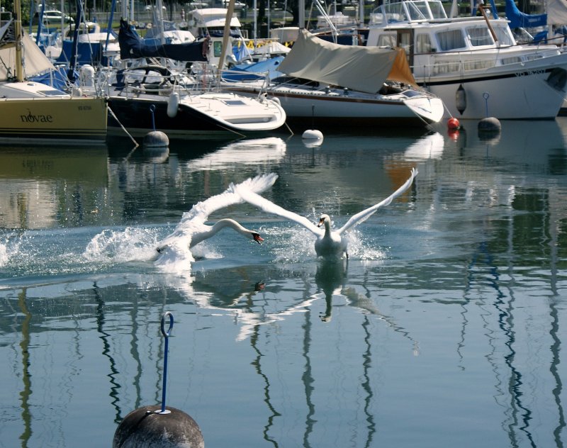 Wie beim Menschen so auch bei den Tieren: Hin und wieder gibt es Streit!
(Mai 2009) 